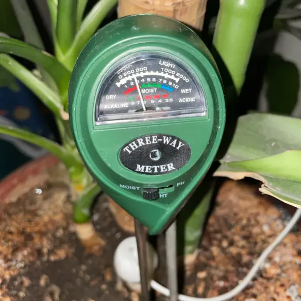 SoilSense 3-in-1 soil meter used by Ava L., a verified buyer, in a real houseplant
